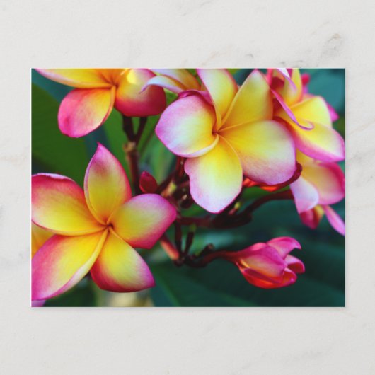 patriciapotluck plumeria carte postale (Devant)