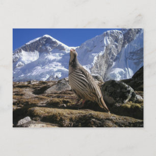 Patrijs in Himalayas Briefkaart