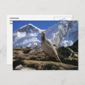 Patrijs in Himalayas Briefkaart (Voorkant / Achterkant)