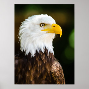 Patriottic Adult American Bald Eagle Poster