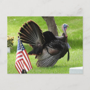 Patriottische kalkoen paradeert briefkaart