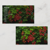 Patronen van de natuur visitekaartje (Voorkant / Achterkant)