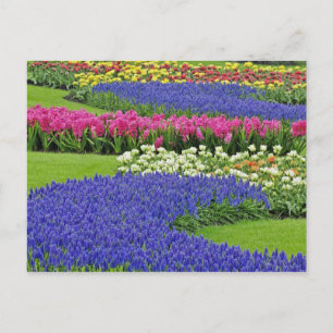 Patroon van de Hyacinth van de Grafiek, tulpen, en Briefkaart