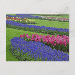 Patroon van de Hyacinth van de Grafiek, tulpen, en Briefkaart