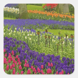 Patroon van de tulpen hyacinth en Grape Hyacinth Vierkante Sticker