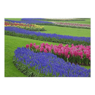 Patroon van druifhyacint, tulpen en foto afdruk