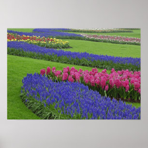 Patroon van druifhyacint, tulpen en poster