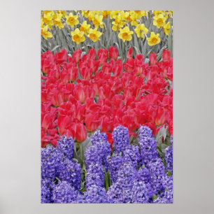 Patroon van hyacinth, tulpen en daffodils, poster