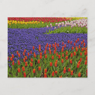 Patroon van tulpen en druif-hyacint bloemen, 2 briefkaart
