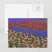 Patroon van tulpen en druifhyacint bloemen, 3 briefkaart (Voorkant / Achterkant)