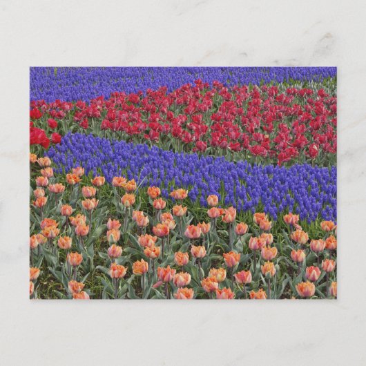 Patroon van tulpen en druifhyacint bloemen, 3 briefkaart (Voorkant)