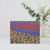 Patroon van tulpen en druifhyacint bloemen, 3 briefkaart (Staand voorkant)