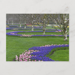 Patroon van tulpen en druifhyacint bloemen, 4 briefkaart