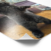 Patsy the Baby Bear (but older) Foto Afdruk (Hoek)