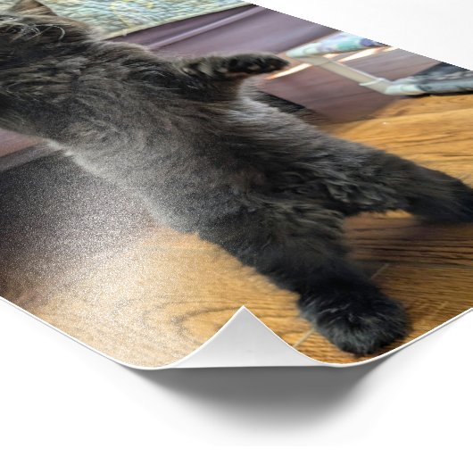 Patsy the Baby Bear (but older) Foto Afdruk (Hoek)