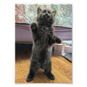 Patsy the Baby Bear (but older) Foto Afdruk (Voorkant)