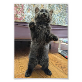 Patsy the Baby Bear (but older) Foto Afdruk