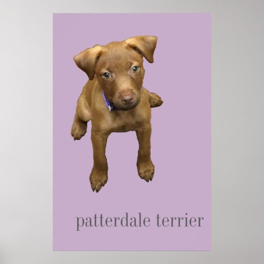 Patterdale Terrier Puppy Poster (Voorkant)