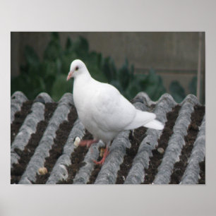 Pattes de pigeon - Impression de pigeon blanc