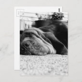 Patti Bloodhound Briefkaart (Voorkant / Achterkant)