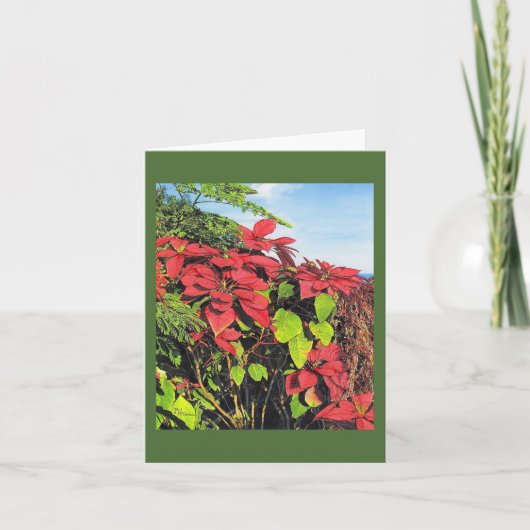 Paul McGehee "Poinsettias" Kaart (Voorkant)