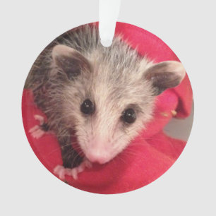 Paulee le petit O'Possum d'Indiana du sud