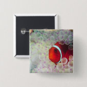 Paupau New Guinea, Great Barrier Reef, Vierkante Button 5,1 Cm (Voorkant /achterkant)