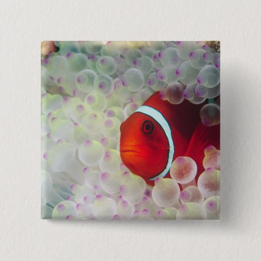 Paupau New Guinea, Great Barrier Reef, Vierkante Button 5,1 Cm (Voorkant)