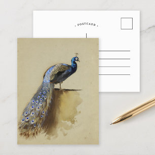 Pauw   Archibald Thorburn Briefkaart