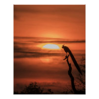 Pauw bij zonsopgang