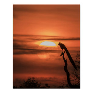 Pauw bij zonsopgang perfect poster