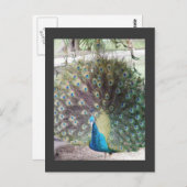 pauw briefkaart (Voorkant / Achterkant)