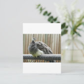 pauw briefkaart (Staand voorkant)