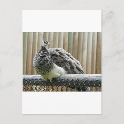 pauw briefkaart (Voorkant)