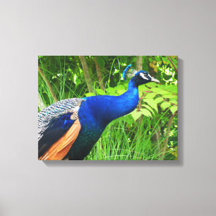 Pauw Canvas Afdruk