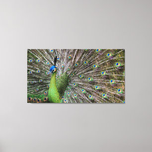 Pauw Canvas Afdruk