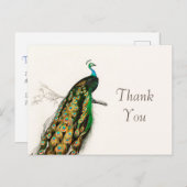Pauw Dank U Illustratie van Oude Kunst Briefkaart (Voorkant / Achterkant)