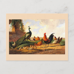 Pauw en kippen briefkaart