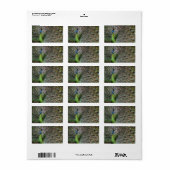 Pauw Etiket (Full Sheet)