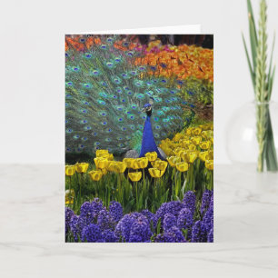 Pauw in de tulpen kaart