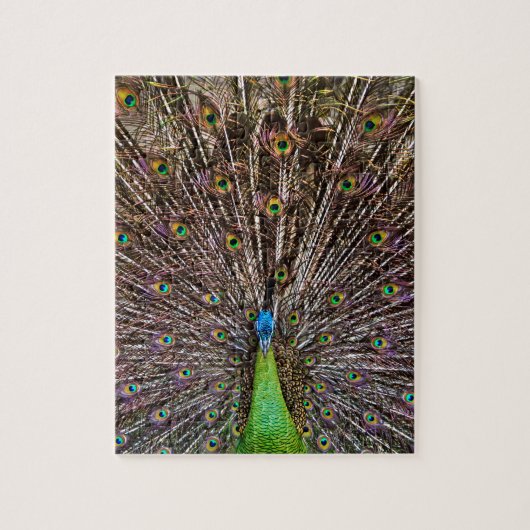 Pauw Legpuzzel (Verticaal)