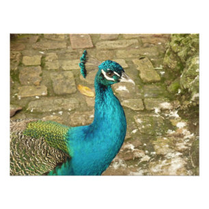Pauw Mooi Natuur Fotografie Foto Afdruk