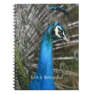 Pauw Pauw Vogel Close-up Kauai (mijn fotografie) Notitieboek