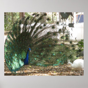 Pauw Vogel Veren en Albino Pauw Hen Foto Poster