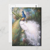 pauwen briefkaarten (Voorkant / Achterkant)