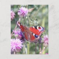 Pauwoogvlinder op een distel
