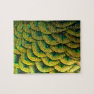 Pauwveren II Kleurrijke Natuur Legpuzzel