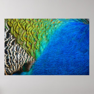 Pauwveren IV Kleurrijke Abstracte Natuur Poster