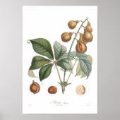 Pavia, rode buckeye poster (Voorkant)
