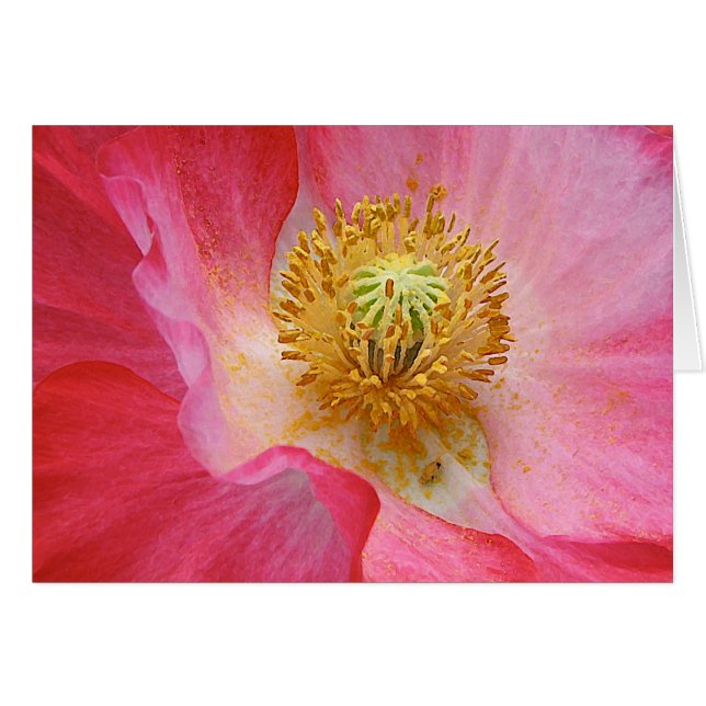 Pavot (Devant horizontal)